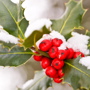 Die 5 schönsten Pflanzen für die Adventszeit