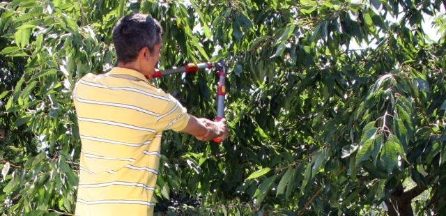 Die 3 wichtigsten Gartenarbeiten im Sommer