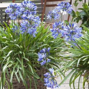 Agapanthus überwintern: Die 3 größten Fehler