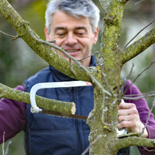 Apfelbaum schneiden: Tipps für jede Baumgröße