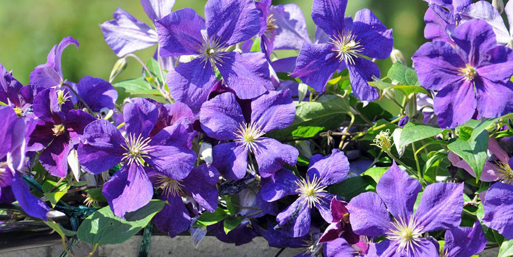 Clematis richtig düngen