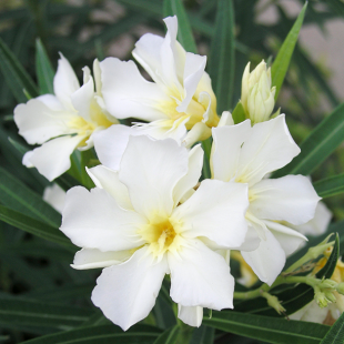 Oleander