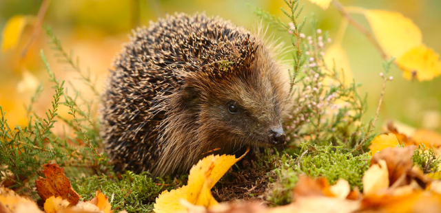 Naturschutz im September