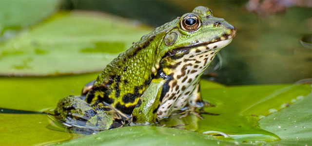 Naturschutz im Garten: Was im März wichtig ist