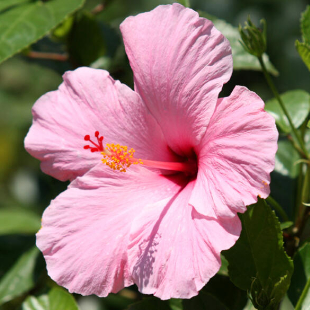 Blühender Hibiskus