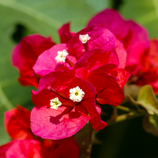 Bougainvillea spectabilis 'Barbara Karst'