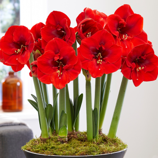 Amaryllis "Red Lion", 1 St.