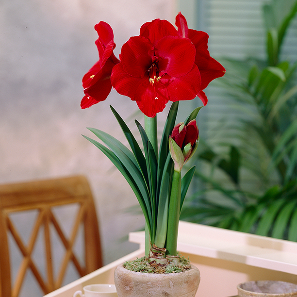 Amaryllis 'Red Star'