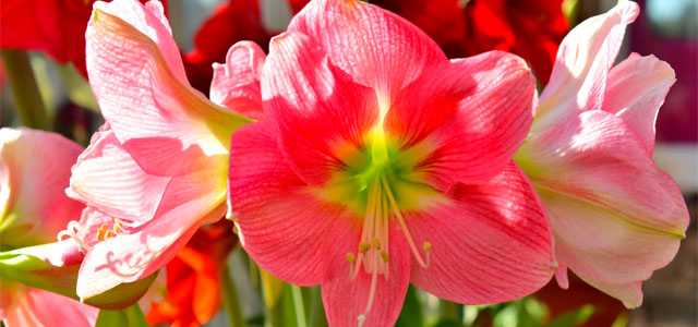 Die 3 größten Fehler bei der Amaryllis-Pflege