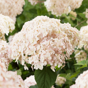 Mein schöner Garten Ballhortensie 'Candybelle'® Marshmallow