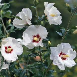 Tipp: Jetzt noch schnell Hibiskus pflanzen