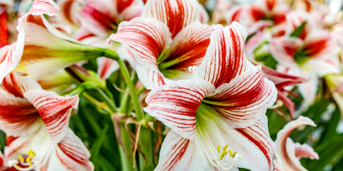 Amaryllis verblüht? Das ist zu tun