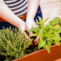 Gartentipps Balkon und Terrasse