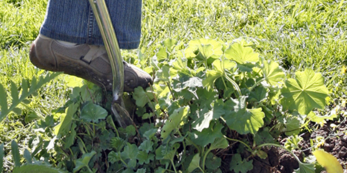 Die 3 wichtigsten Gartenarbeiten im März 