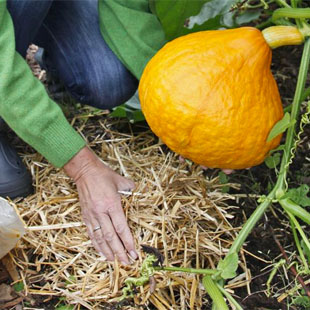 Die besten Gartentipps für den Nutzgarten