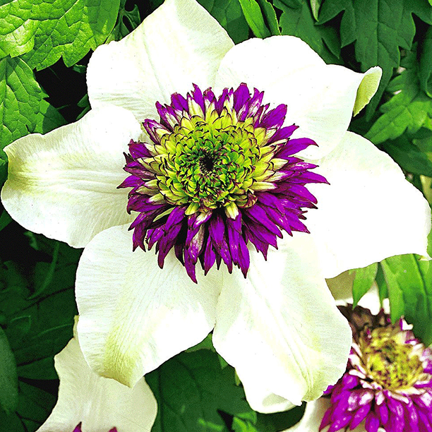 Clematis 