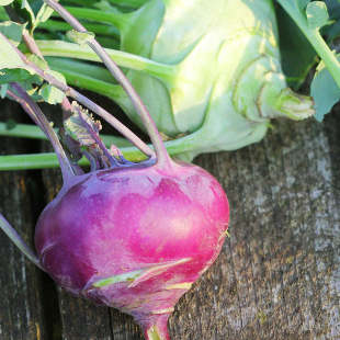 Kohlrabi anbauen: Die 3 größten Fehler