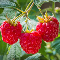 Himbeeren vermehren