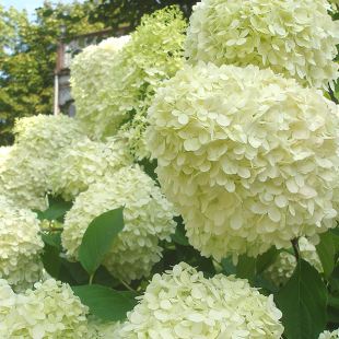 Mein schöner Garten Rispenhortensie 'Limelight'