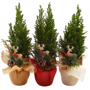 Mein schöner Garten Kleines Weihnachtsbaum Trio 'Oh Tannenbaum'