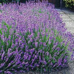 Blauer Lavendel, 3 Pflanzen