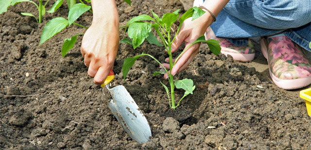 Die 3 wichtigsten Gartenarbeiten im Mai