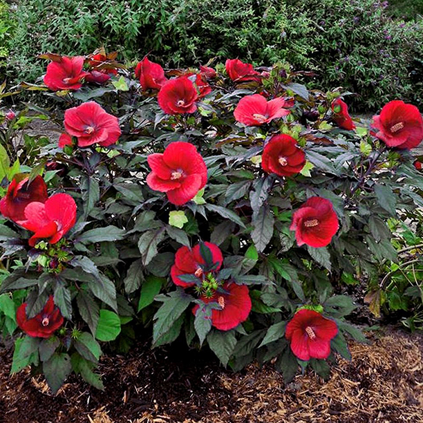 Winterharter Hibiskus