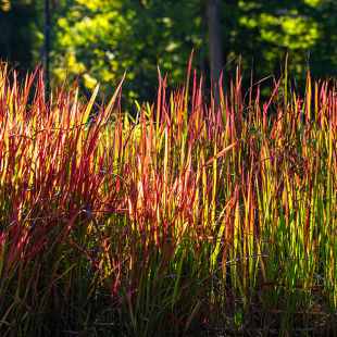 Mein schöner Garten Ziergras 'Red Baron' 3er-Set