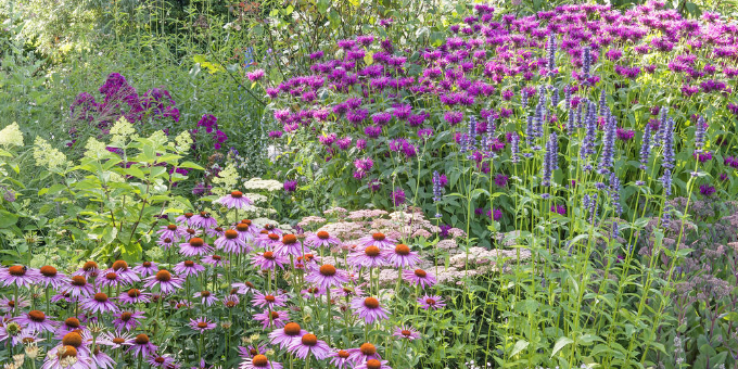 Wie Sie einen Bienengarten richtig anlegen