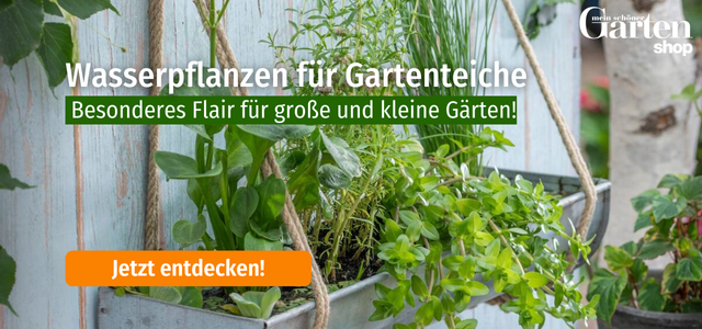 Shop-Angebot Wasserpflanzen