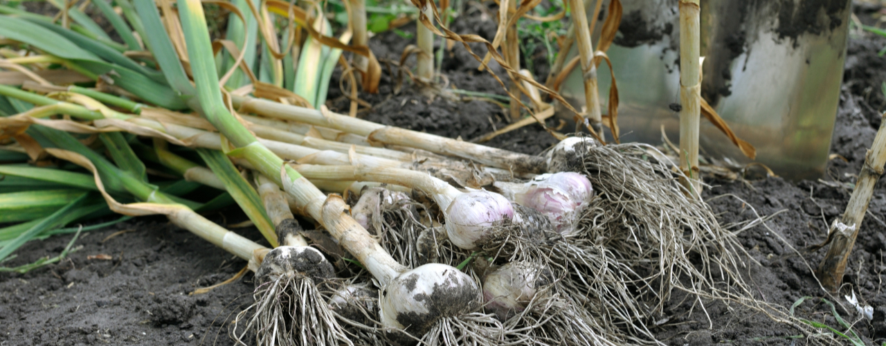 Knoblauch ernten