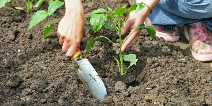 Die 3 wichtigsten Gartenarbeiten im Mai