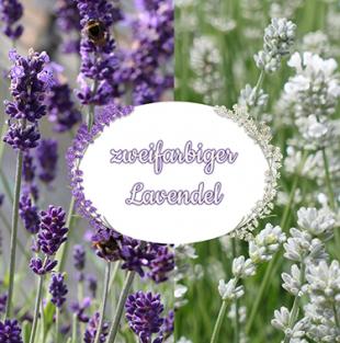 Zweifarbiger Lavendel 6 Pflanzen