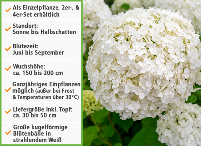 Mein schöner Garten Schneeball-Hortensie Infobox