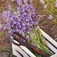 Lavendel ernten