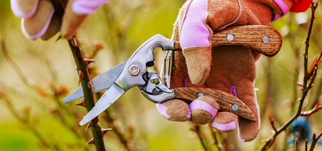 Die 3 häufigsten Fehler beim Rosenschnitt