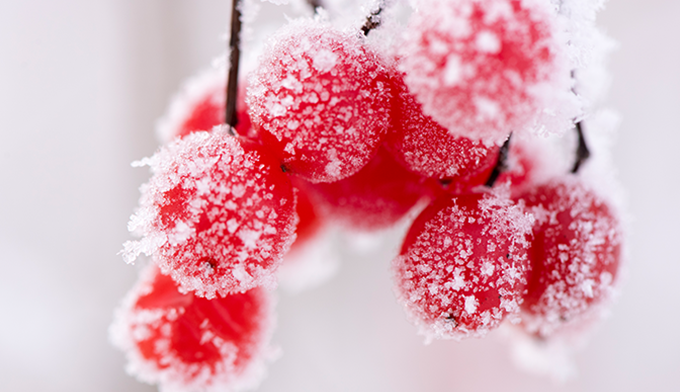 Sie trotzen Schnee & Kälte