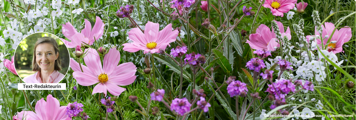 Tipp: Sommerblumen aussäen
