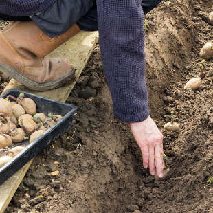 Kartoffeln legen oder setzen: So geht’s