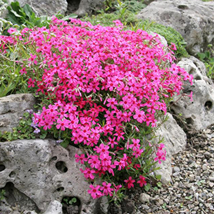 Phlox: Gestaltungsideen fürs Beet