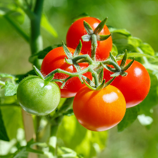 Tomatenpflege