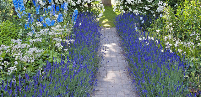 Lavendel als Beeteinfassung 