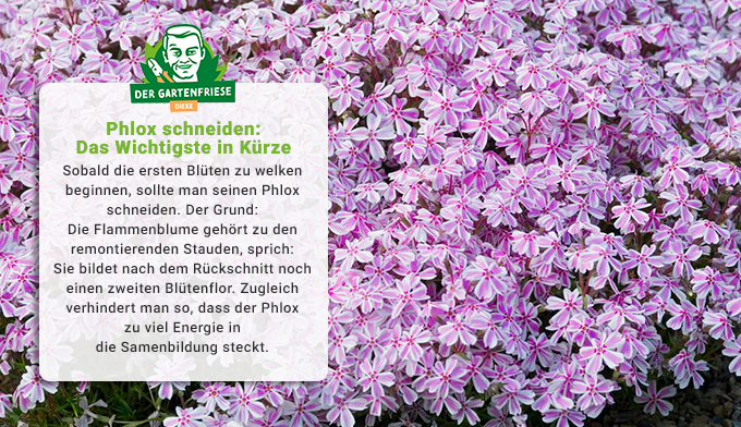 Phlox schneiden und pflegen