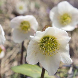 Gartentipps für den Ziergarten im Dezember