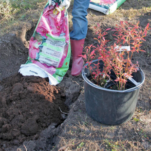 Heidelbeeren richtig pflanzen