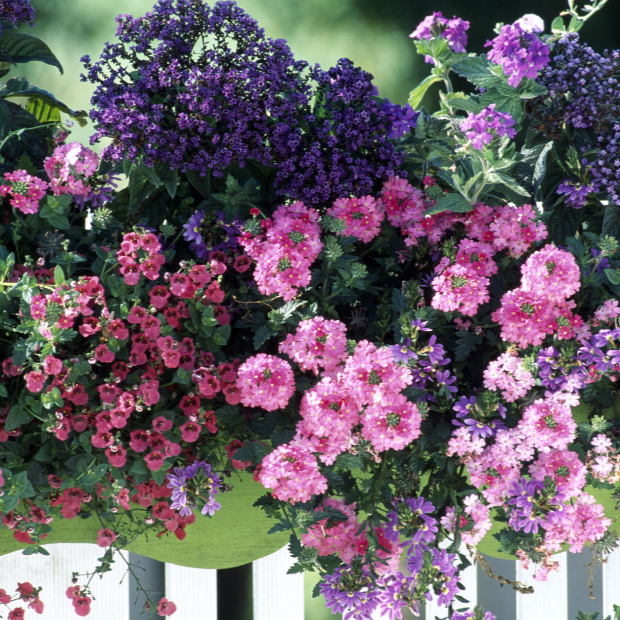 Bienenblumen für den Balkon