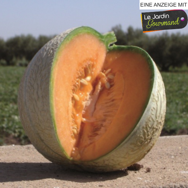 Pflanzen, pflegen, pflücken: Melonen und Physalis mögen’s warm