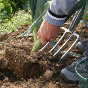 Gartentipps für den Nutzgarten im Dezember