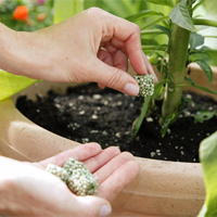 Gartentipps für Terrasse und Balkon im Juni