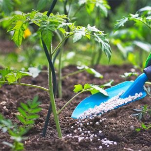 Die besten Tomatendünger für reiche Ernten